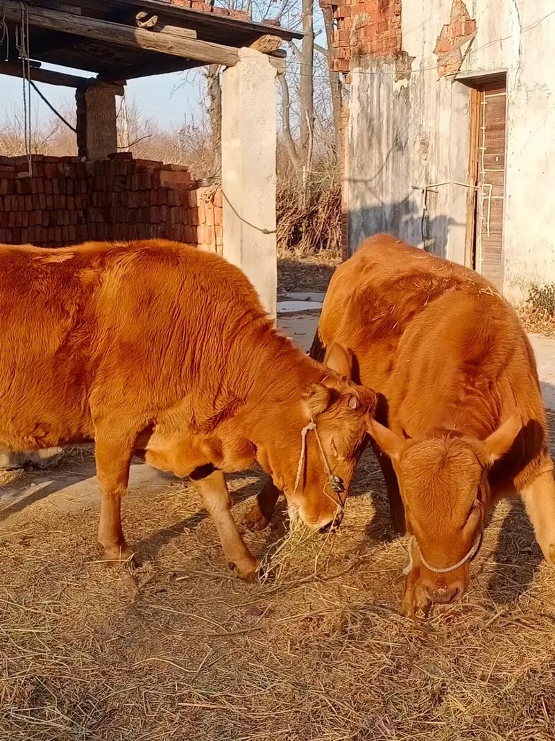 江西本地黄牛品种怎么养才好？-第1张图片-宁夏农业信息网
