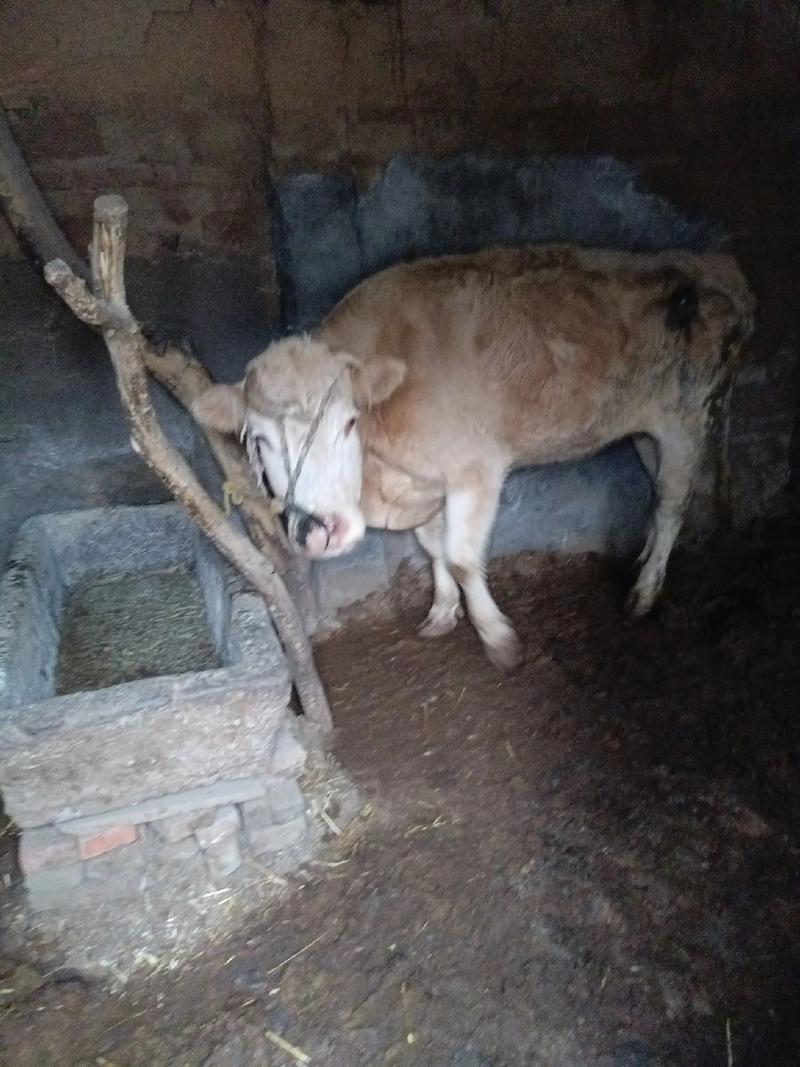 江西本地黄牛品种怎么养才好？-第3张图片-宁夏农业信息网