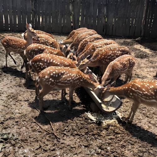 特种养殖中哪些品种最难养？-第1张图片-宁夏农业信息网