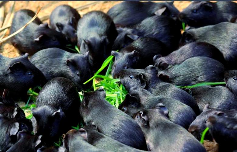 特种养殖中哪些品种最难养？-第2张图片-宁夏农业信息网