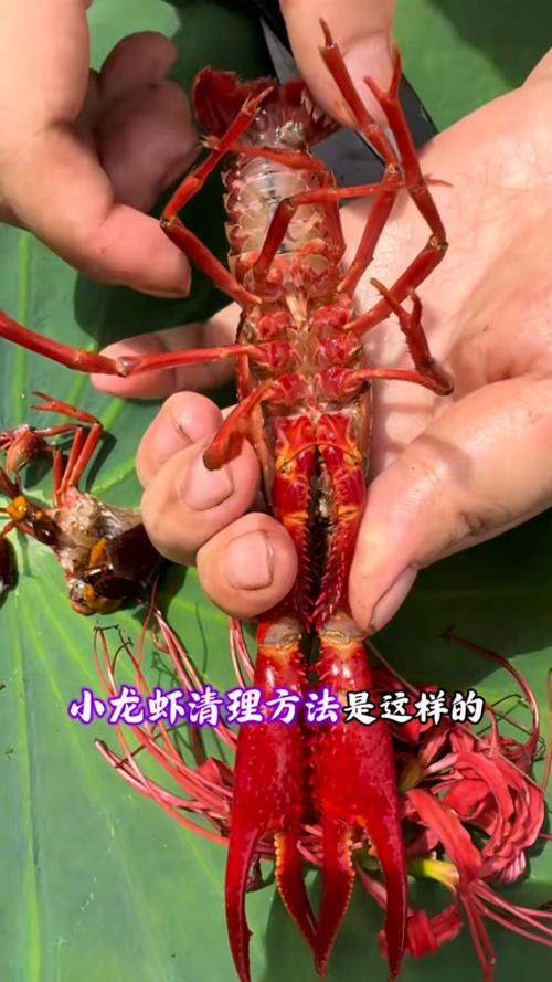 龙虾怎么治疗?视频教程教你做!-第3张图片-宁夏农业信息网 龙虾怎么治疗?视频教程教你做!-第3张图片-宁夏农业信息网