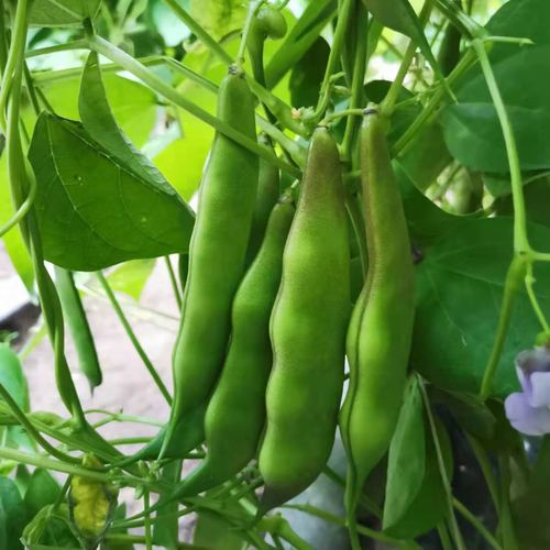 油豆角何时种？怎么种才高产？-第1张图片-宁夏农业信息网