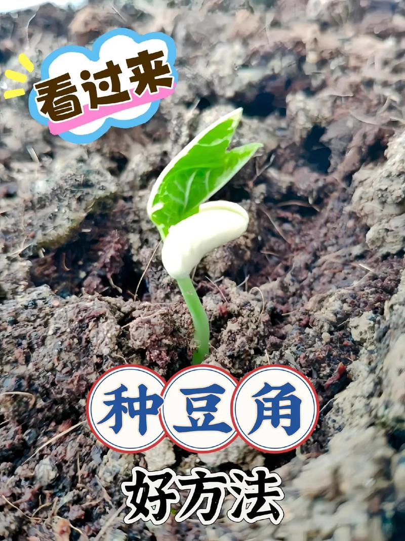 油豆角何时种？怎么种才高产？-第2张图片-宁夏农业信息网