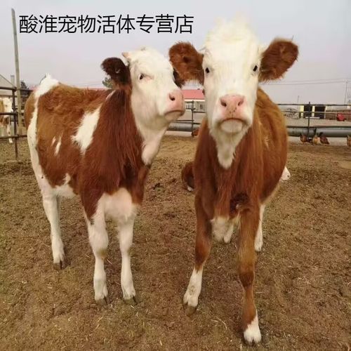 新品种黄牛母牛该如何高效饲养？-第3张图片-宁夏农业信息网