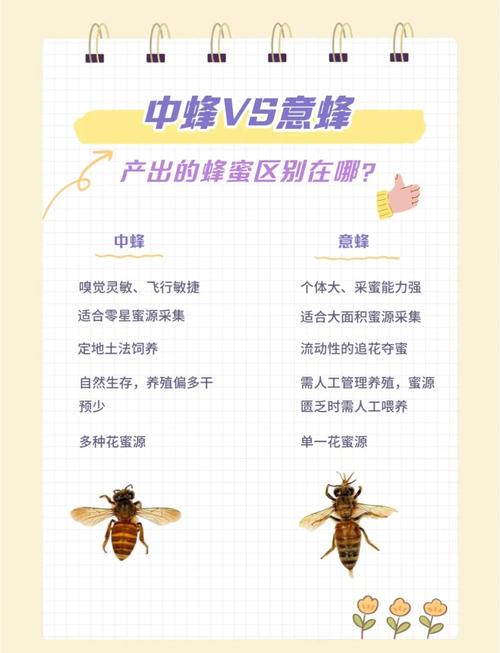 意蜂修造巢脾有哪些高效技巧？-第1张图片-宁夏农业信息网