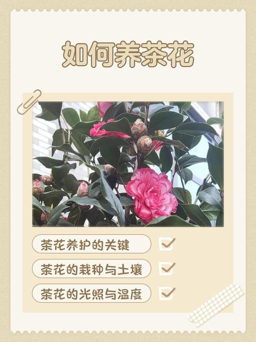 茶花种植后怎么养?图解教你关键步骤-第2张图片-宁夏农业信息网 茶花种植后怎么养?图解教你关键步骤-第2张图片-宁夏农业信息网