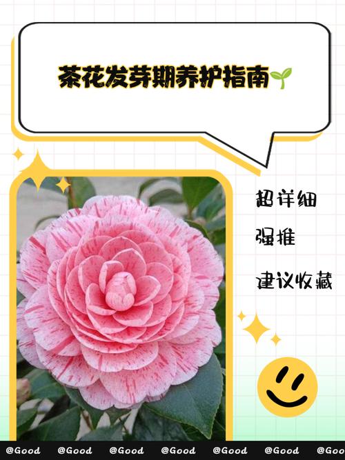 茶花种植后怎么养?图解教你关键步骤-第3张图片-宁夏农业信息网 茶花种植后怎么养?图解教你关键步骤-第3张图片-宁夏农业信息网