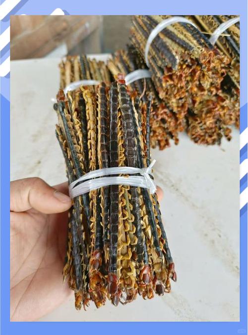 养殖蜈蚣视频教程怎么做?-第1张图片-宁夏农业信息网 养殖蜈蚣视频教程怎么做?-第1张图片-宁夏农业信息网