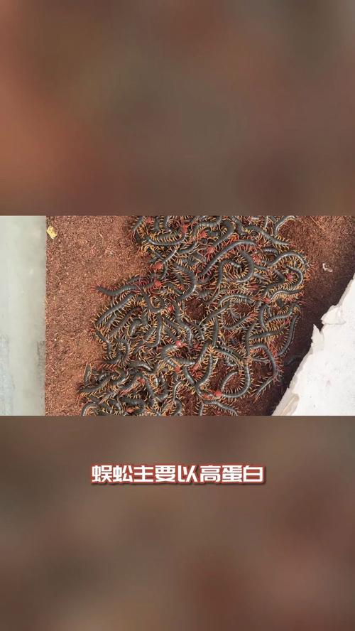 养殖蜈蚣视频教程怎么做?-第2张图片-宁夏农业信息网 养殖蜈蚣视频教程怎么做?-第2张图片-宁夏农业信息网
