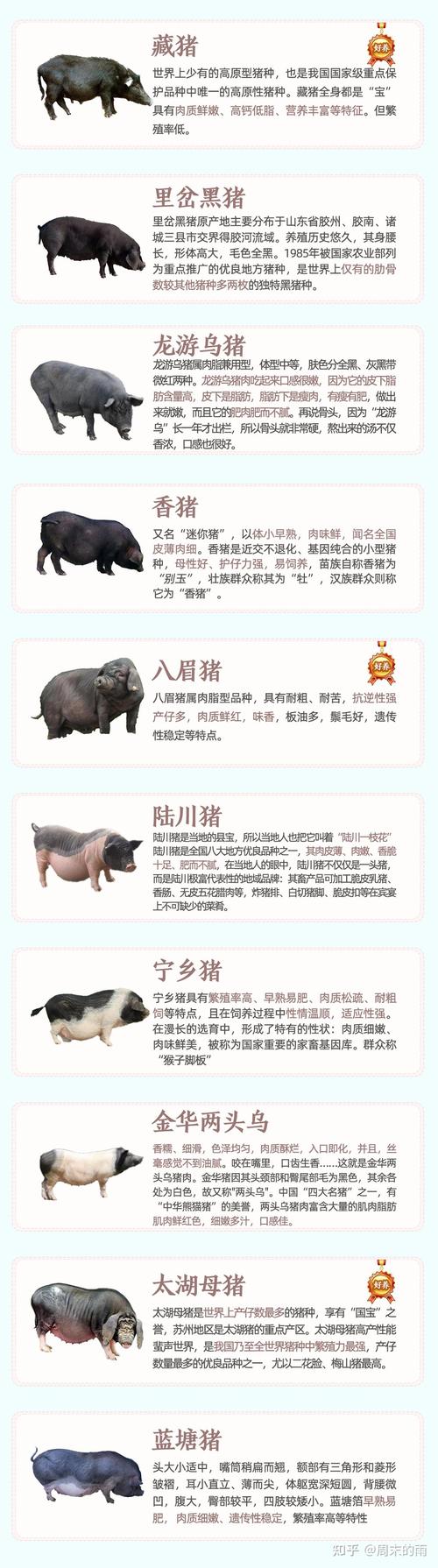 中国培育的12种猪品种有哪些？-第2张图片-宁夏农业信息网