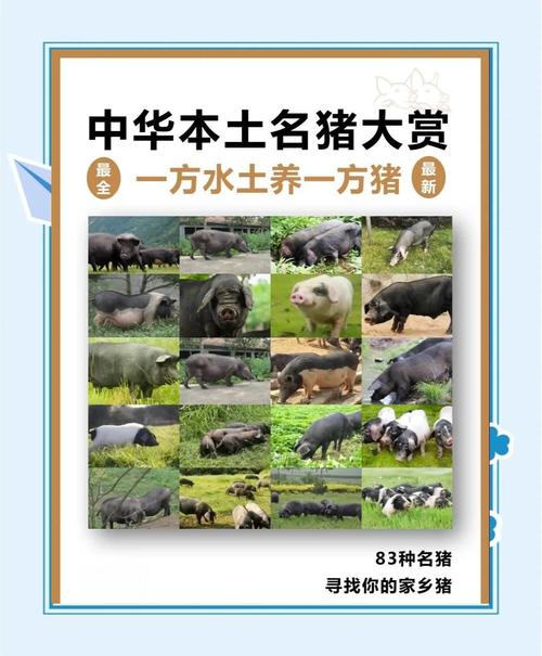 中国培育的12种猪品种有哪些？-第1张图片-宁夏农业信息网