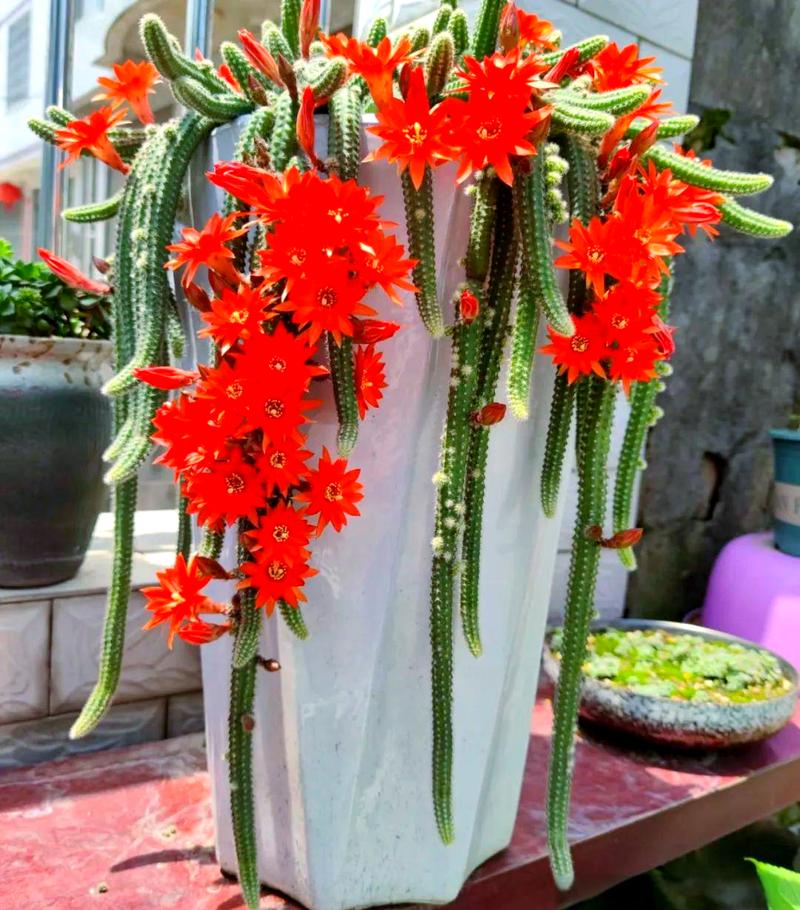 仙人掌白檀怎么养才好?-第2张图片-宁夏农业信息网 仙人掌白檀怎么养才好?-第2张图片-宁夏农业信息网