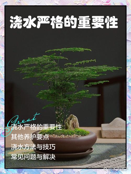 文竹怎么养才能又绿又茂盛?-第3张图片-宁夏农业信息网 文竹怎么养才能又绿又茂盛?-第3张图片-宁夏农业信息网