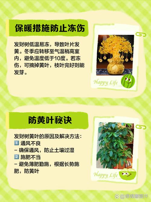 发财树叶子发黄怎么办?-第1张图片-宁夏农业信息网 发财树叶子发黄怎么办?-第1张图片-宁夏农业信息网