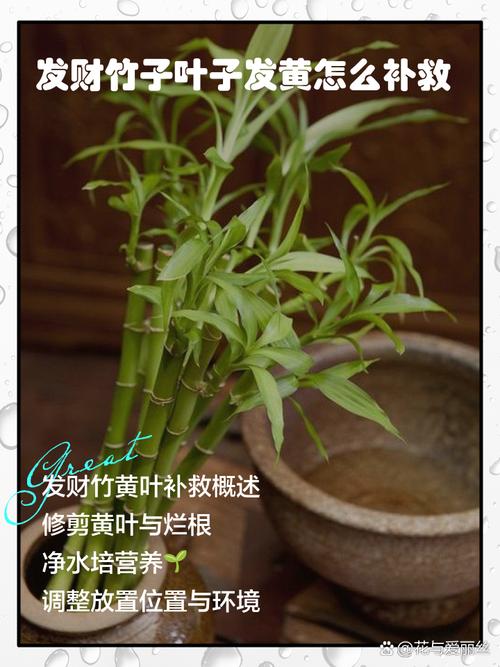 发财树叶子发黄怎么办?-第3张图片-宁夏农业信息网 发财树叶子发黄怎么办?-第3张图片-宁夏农业信息网