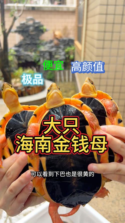 金钱龟品种有哪些?图片怎么区分?-第2张图片-宁夏农业信息网 金钱龟品种有哪些?图片怎么区分?-第2张图片-宁夏农业信息网