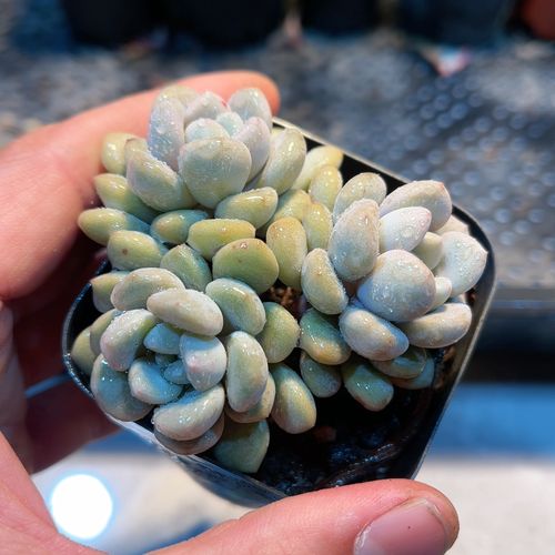 白鹭多肉怎么养?养护要点有哪些?-第1张图片-宁夏农业信息网 白鹭多肉怎么养?养护要点有哪些?-第1张图片-宁夏农业信息网