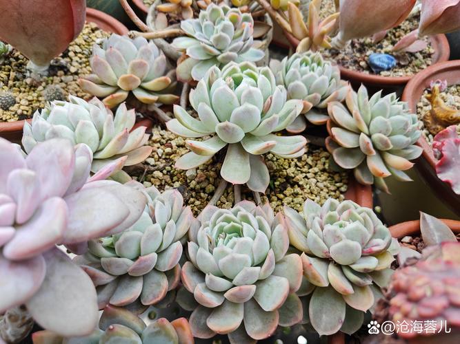 白鹭多肉怎么养？养护要点有哪些？-第2张图片-宁夏农业信息网