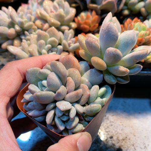 白鹭多肉怎么养?养护要点有哪些?-第3张图片-宁夏农业信息网 白鹭多肉怎么养?养护要点有哪些?-第3张图片-宁夏农业信息网