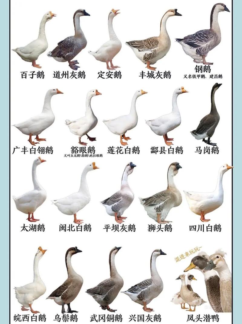 反季节养鹅选啥品种好?-第1张图片-宁夏农业信息网 反季节养鹅选啥品种好?-第1张图片-宁夏农业信息网