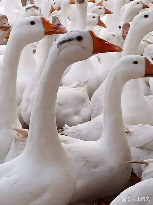 反季节养鹅选啥品种好?-第2张图片-宁夏农业信息网 反季节养鹅选啥品种好?-第2张图片-宁夏农业信息网