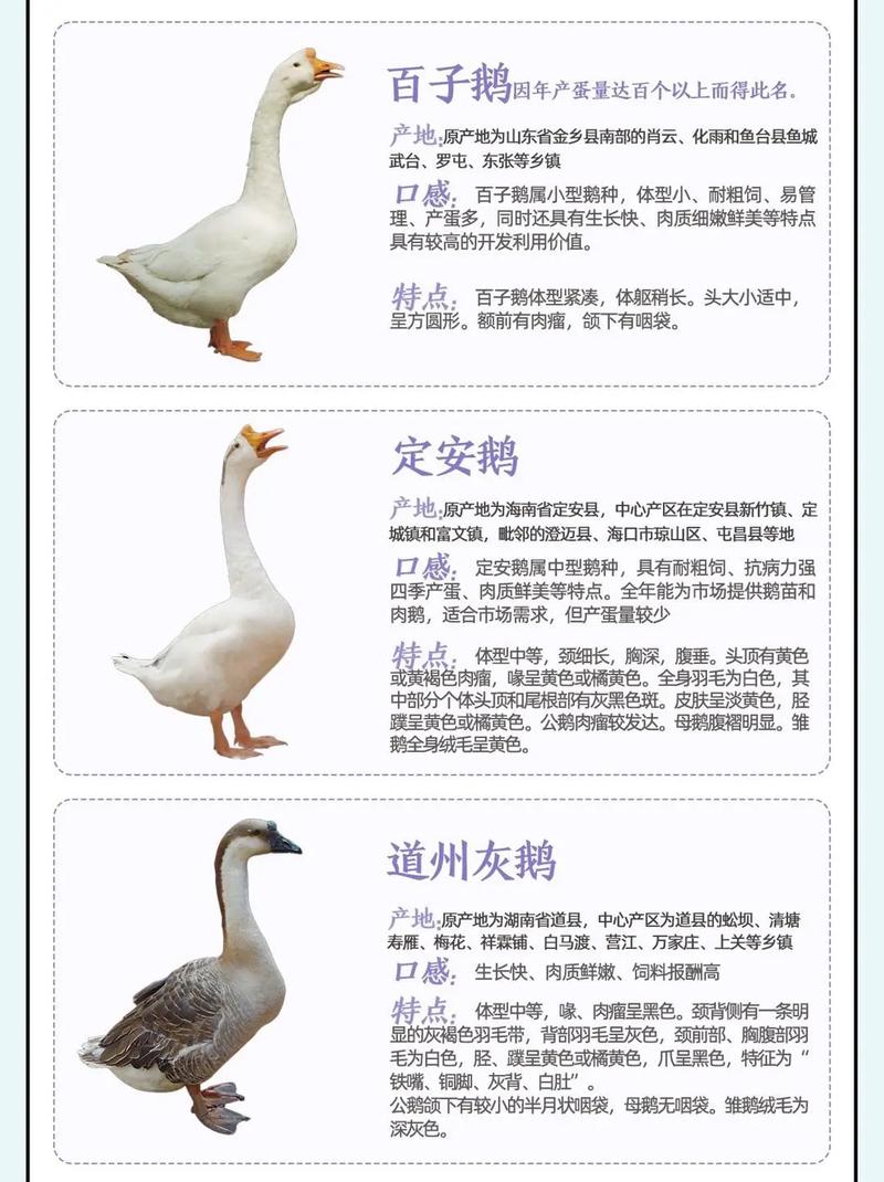 反季节养鹅选啥品种好?-第3张图片-宁夏农业信息网 反季节养鹅选啥品种好?-第3张图片-宁夏农业信息网
