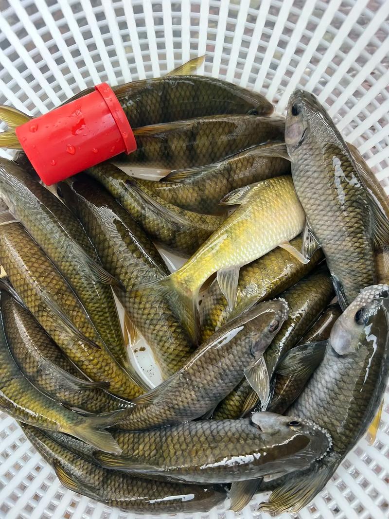 石斑鱼幼苗饵料怎么洗才干净？-第2张图片-宁夏农业信息网