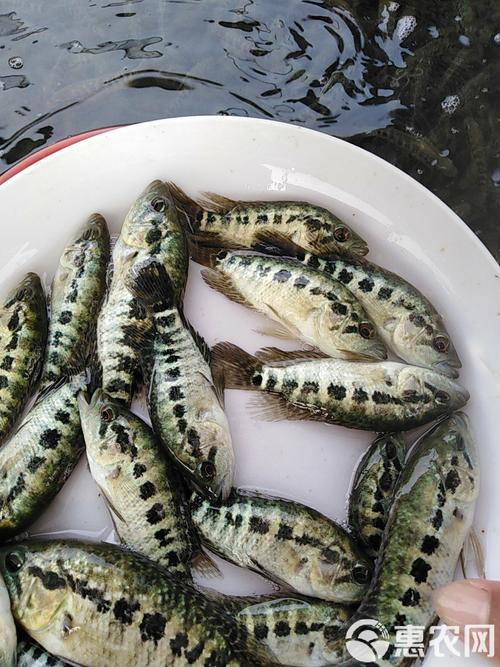 石斑鱼幼苗饵料怎么洗才干净？-第3张图片-宁夏农业信息网