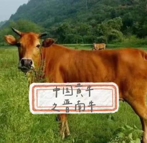 国内和牛是哪个品种的牛?-第2张图片-宁夏农业信息网 国内和牛是哪个品种的牛?-第2张图片-宁夏农业信息网