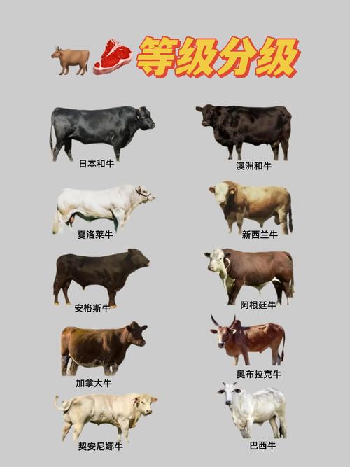 国内和牛是哪个品种的牛?-第1张图片-宁夏农业信息网 国内和牛是哪个品种的牛?-第1张图片-宁夏农业信息网