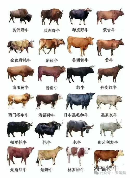 国内和牛是哪个品种的牛?-第3张图片-宁夏农业信息网 国内和牛是哪个品种的牛?-第3张图片-宁夏农业信息网