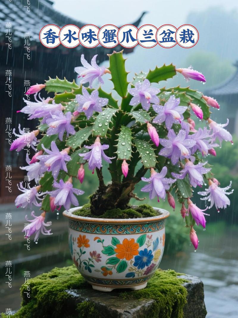 海滨蟹爪兰究竟是否珍贵?-第1张图片-宁夏农业信息网 海滨蟹爪兰究竟是否珍贵?-第1张图片-宁夏农业信息网