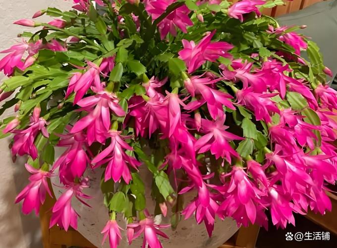 海滨蟹爪兰究竟是否珍贵?-第2张图片-宁夏农业信息网 海滨蟹爪兰究竟是否珍贵?-第2张图片-宁夏农业信息网