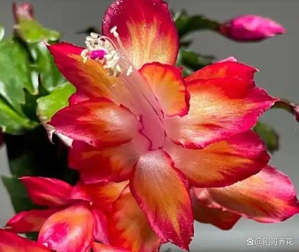 海滨蟹爪兰究竟是否珍贵?-第3张图片-宁夏农业信息网 海滨蟹爪兰究竟是否珍贵?-第3张图片-宁夏农业信息网