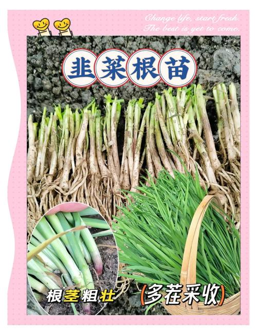 韭菜大面积种植该怎么做?-第2张图片-宁夏农业信息网 韭菜大面积种植该怎么做?-第2张图片-宁夏农业信息网