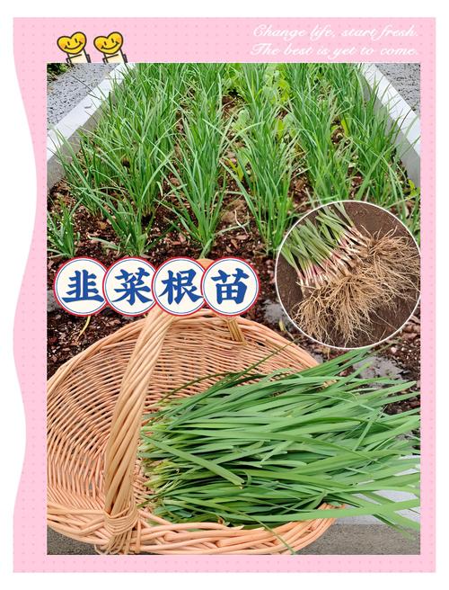 韭菜大面积种植该怎么做?-第3张图片-宁夏农业信息网 韭菜大面积种植该怎么做?-第3张图片-宁夏农业信息网