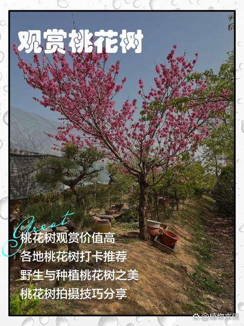 刘光战1号桃树品种有何特点?-第2张图片-宁夏农业信息网 刘光战1号桃树品种有何特点?-第2张图片-宁夏农业信息网