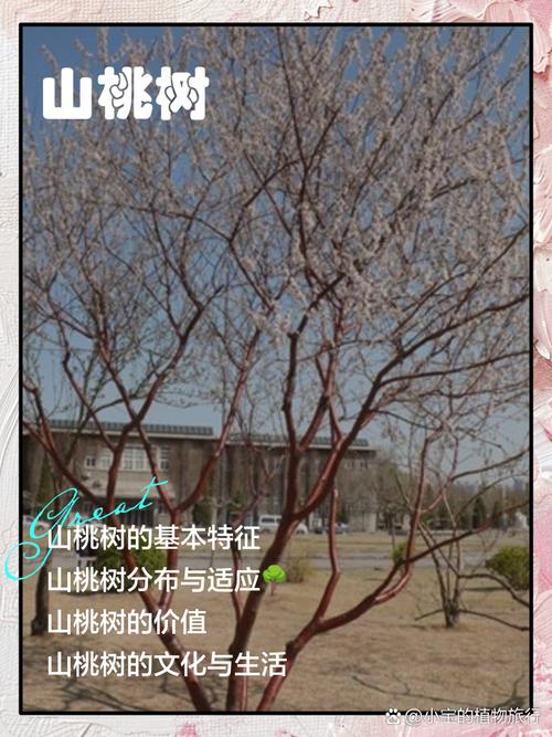 刘光战1号桃树品种有何特点?-第1张图片-宁夏农业信息网 刘光战1号桃树品种有何特点?-第1张图片-宁夏农业信息网