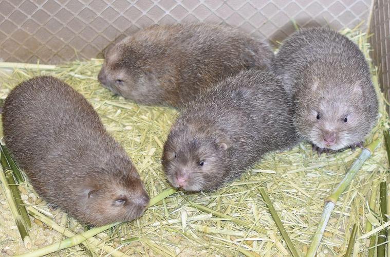 竹鼠养殖品种怎么选？-第1张图片-宁夏农业信息网