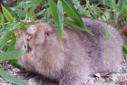 竹鼠养殖品种怎么选？-第3张图片-宁夏农业信息网