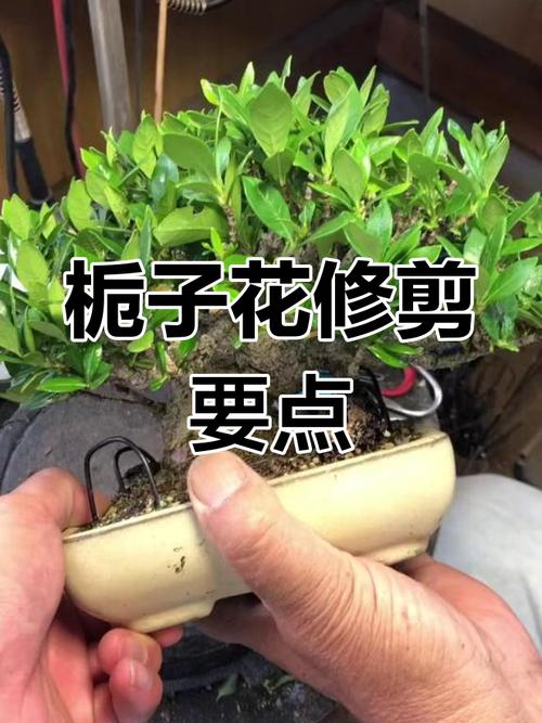 栀子花冬季怎么剪？图解方法看这里！-第2张图片-宁夏农业信息网