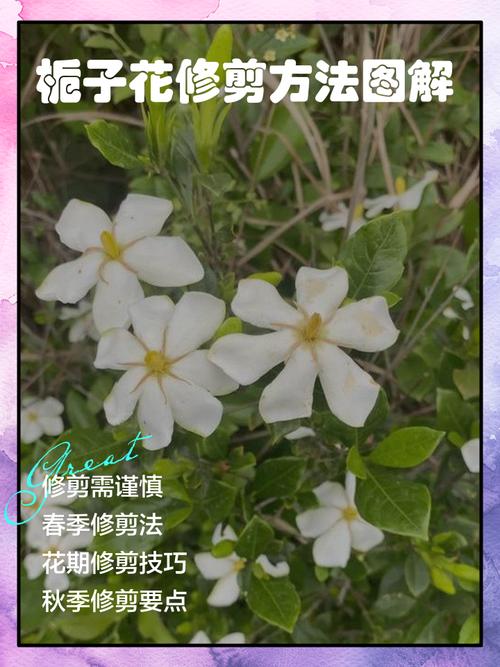 栀子花冬季怎么剪？图解方法看这里！-第1张图片-宁夏农业信息网