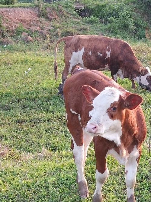 江西牛品种差异有哪些？-第3张图片-宁夏农业信息网