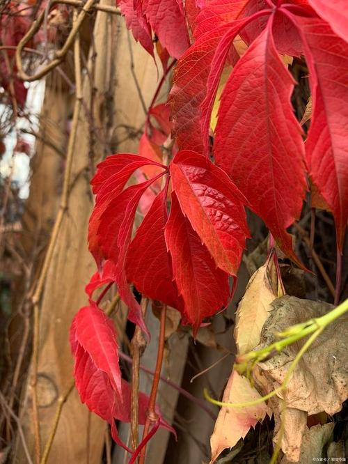 黄栌是国家保护植物吗?-第1张图片-宁夏农业信息网 黄栌是国家保护植物吗?-第1张图片-宁夏农业信息网