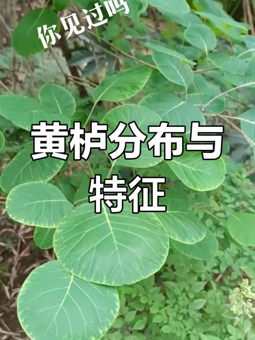 黄栌是国家保护植物吗?-第2张图片-宁夏农业信息网 黄栌是国家保护植物吗?-第2张图片-宁夏农业信息网