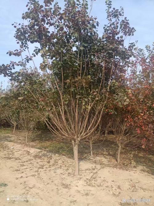 黄栌是国家保护植物吗?-第3张图片-宁夏农业信息网 黄栌是国家保护植物吗?-第3张图片-宁夏农业信息网