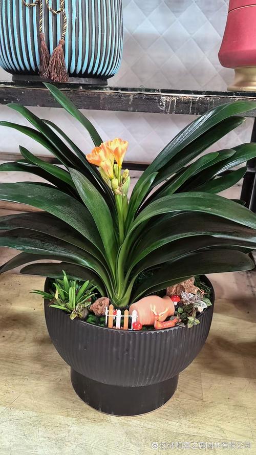 君子兰老品种出苗为何整齐?-第1张图片-宁夏农业信息网 君子兰老品种出苗为何整齐?-第1张图片-宁夏农业信息网