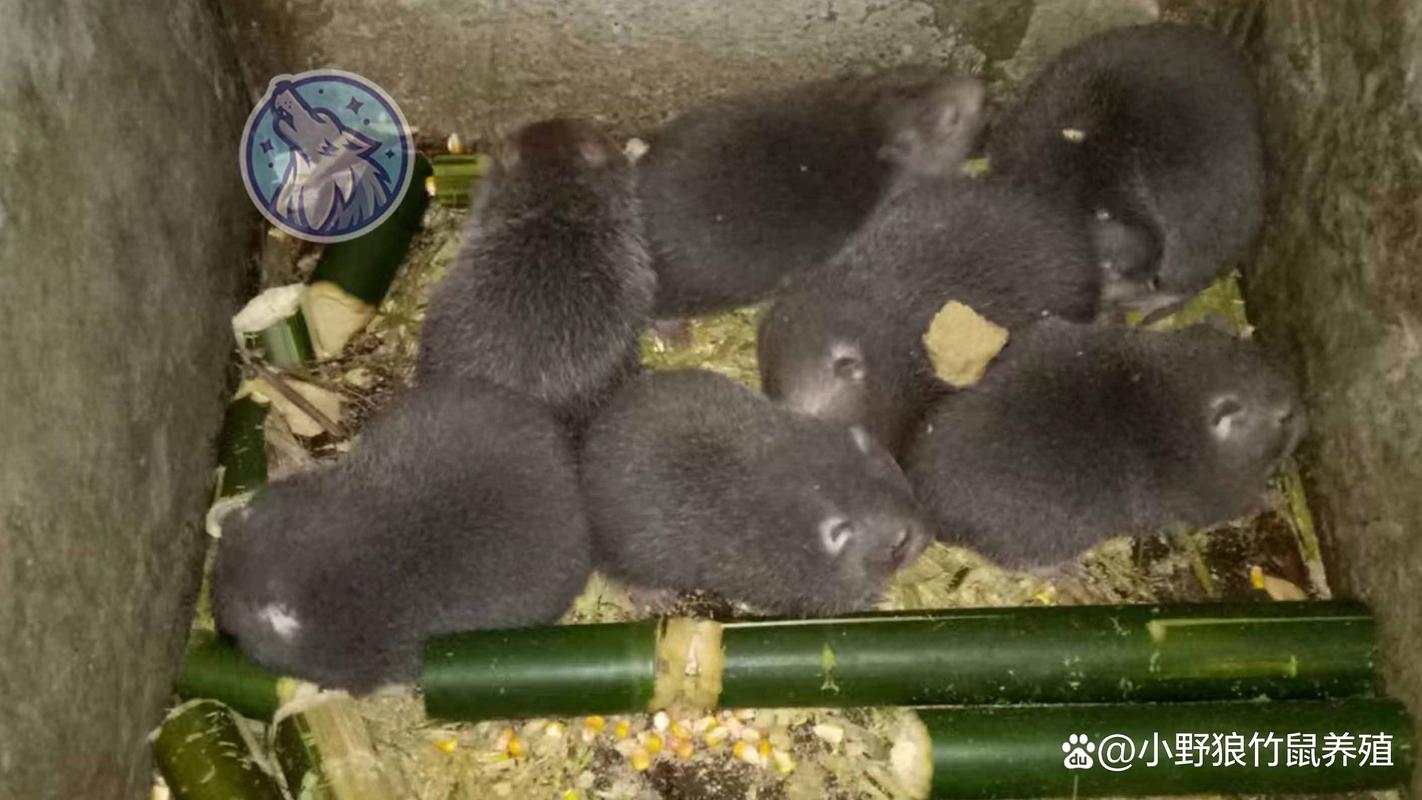 养殖竹鼠哪个品种好?-第2张图片-宁夏农业信息网 养殖竹鼠哪个品种好?-第2张图片-宁夏农业信息网