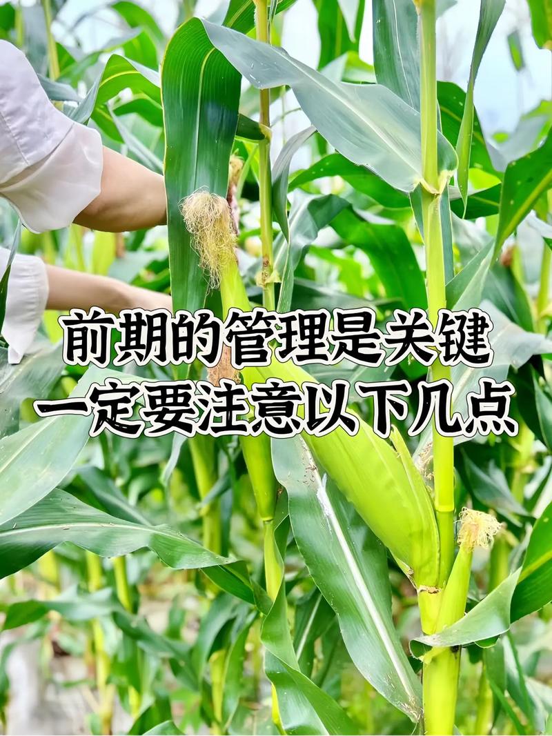 金银玉米啥时候种？怎么种才高产？-第3张图片-宁夏农业信息网