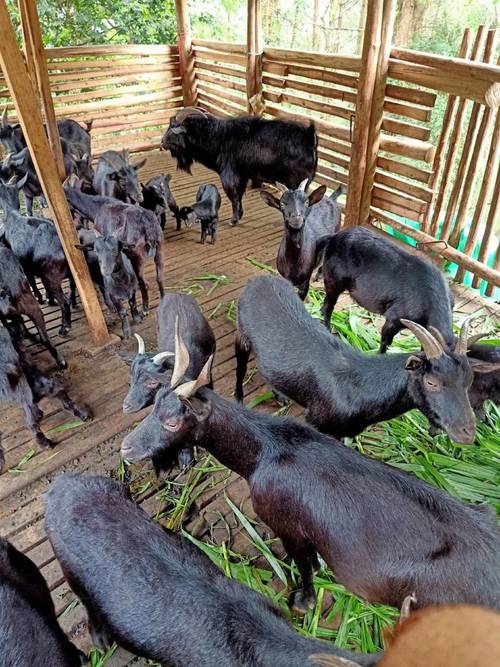 广西最适合养什么品种羊?-第1张图片-宁夏农业信息网 广西最适合养什么品种羊?-第1张图片-宁夏农业信息网